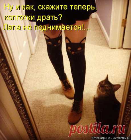 kotomatritsa_ka.jpg (Изображение JPEG, 705 × 750 пикселов) - Масштабированное (92%)