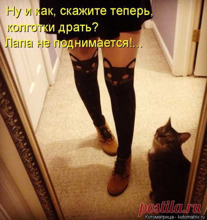 kotomatritsa_ka.jpg (Изображение JPEG, 705 × 750 пикселов) - Масштабированное (92%)