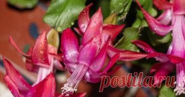 Чем подкормить декабрист: удобрения и народные средства для пышного цветения — Ботаничка