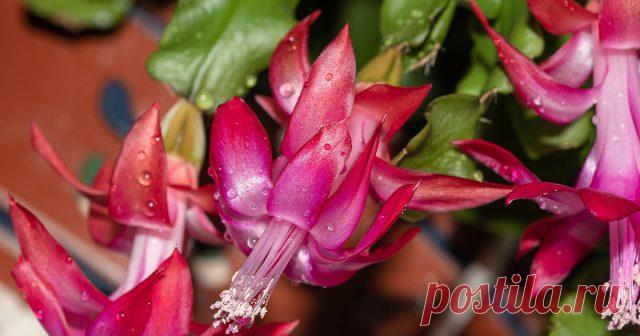 Чем подкормить декабрист: удобрения и народные средства для пышного цветения — Ботаничка