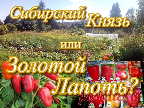 И снова ПЕРЦЫ. ПОСЕВ. СРОКИ Новые сорта.
Посев перца на рассаду. Пришла пора посеять сладкий сладкий перец на рассаду, а так же выращивания рассады томатов, баклажан, лука,  клубники, земляники, сеять семена петунии, цветы и пр. Подготовка, проращивание семян перца для посева на рассаду на ватных дисках. Урожайные сорта перца от Сибирский Сад.