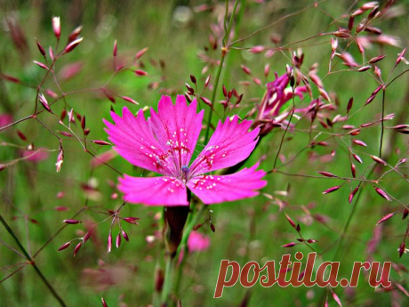 🌸 💖 Лето - пора цветов! Лилии, маки, розы... Каждый их знать готов Видеть, пока не поздно. Всюду они горят Жёлтым, зелёным, красным. Многое говорят.... Солнце над ними ясно. Чуть оросят дожди, Ветер подует малость - Встретившись на пути, Снимут собой усталость. В них Бог отдал любовь, Радость души, молитву. Хочется, чтобы вновь Было всё незабытым. Радуют сердце, глаз - Вряд ли забудешь это! В них красота для нас Разным искрится цветом. Как же внутри тепло! Хочется жить и верить! Сердце всё…