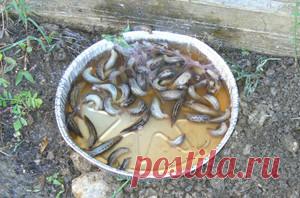 Все подробности борьбы со слизнями на огороде народными средствами