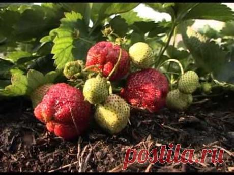 Секреты эффективного выращивания клубники