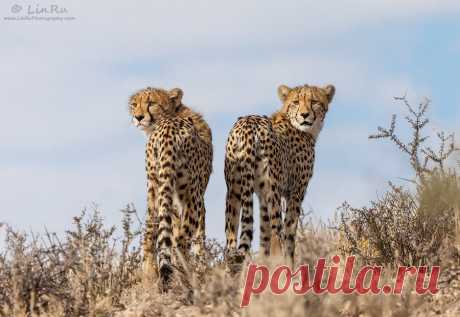 Funny Wildlife • magicalnaturetour: Cheetah Brothers in Arms by...