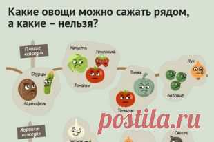 Порядок на грядках: какие растения несовместимы друг с другом. Инфографика | Памятка | ИНФОГРАФИКА | АиФ Краснодар