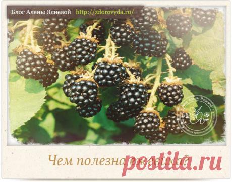 Чем полезна ежевика для нашей красоты и здоровья - важные факты