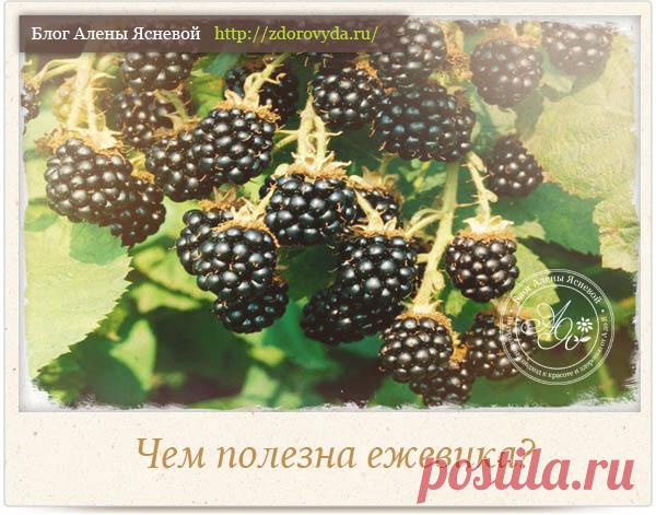 Чем полезна ежевика для нашей красоты и здоровья - важные факты