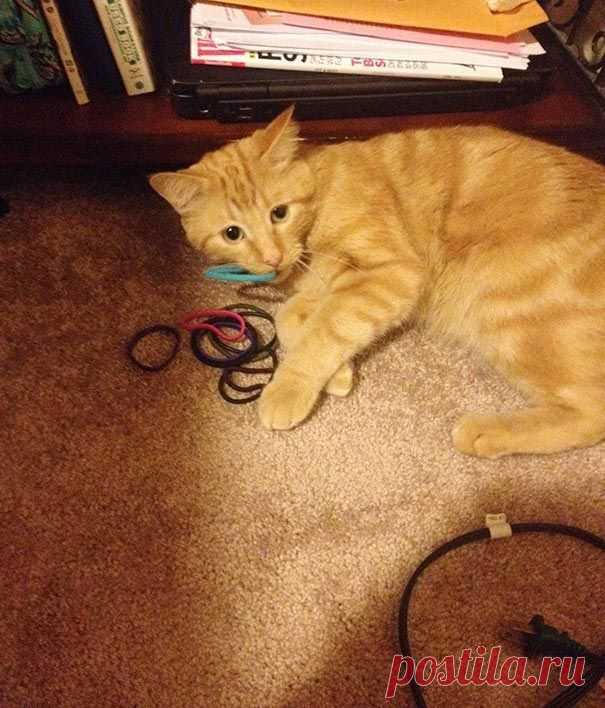 18 котов-воришек, вместе со своими сокровищами / Питомцы