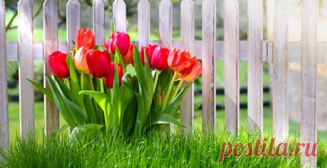 Запишите в планы: посадить тюльпаны