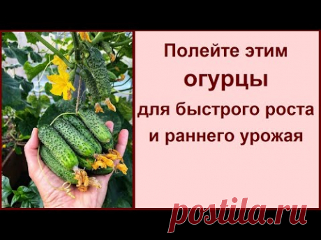 ПОЛЕЙТЕ ЭТИМ ОГУРЦЫ ДЛЯ БЫСТРОГО РОСТА И РАННЕГО УРОЖАЯ И НИ КАКИХ БОЛЕЗНЕЙ