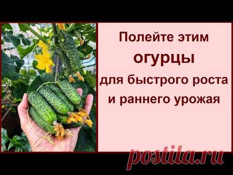 ПОЛЕЙТЕ ЭТИМ ОГУРЦЫ ДЛЯ БЫСТРОГО РОСТА И РАННЕГО УРОЖАЯ И НИ КАКИХ БОЛЕЗНЕЙ