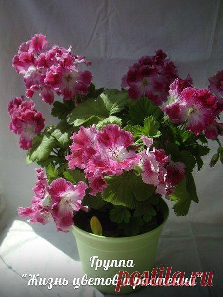 Новости.Королевская пеларгония.