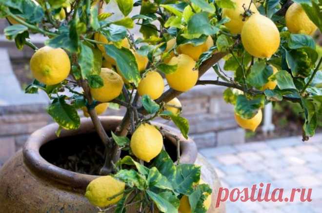 Оригинальные растения, которые можно вырастить дома из косточки