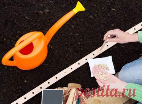 Однолетники: посев под зиму