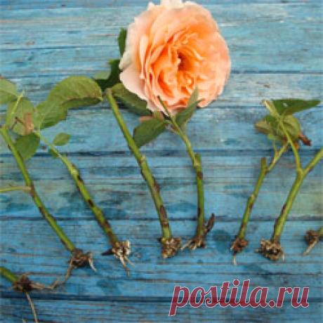 Черенкование роз летом в домашних условиях