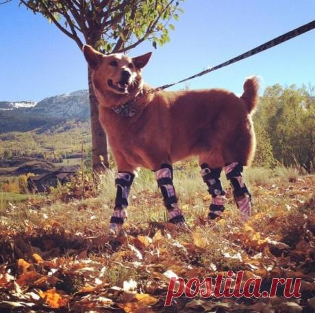 История первой в мире собаки с четырьмя протезами | Чёрт побери Когда Нэки’о был щенком, его вместе с братьями нашли в пустом доме в Небраске зимой. Мать щенков умерла, когда их нашли, но щенки были здоровы (за исключением Нэки’о, замерзавшего в луже). Нэки’о получил тяжелое обморожение и остался без лап. Он потерял половину хвоста, носа и часть правого уха.  Нэки’о и его братья оказались в A Puppy’s Voice rescue в Форт-Коллинзе (Колорадо). И каждому нашелся любящий дом, в...