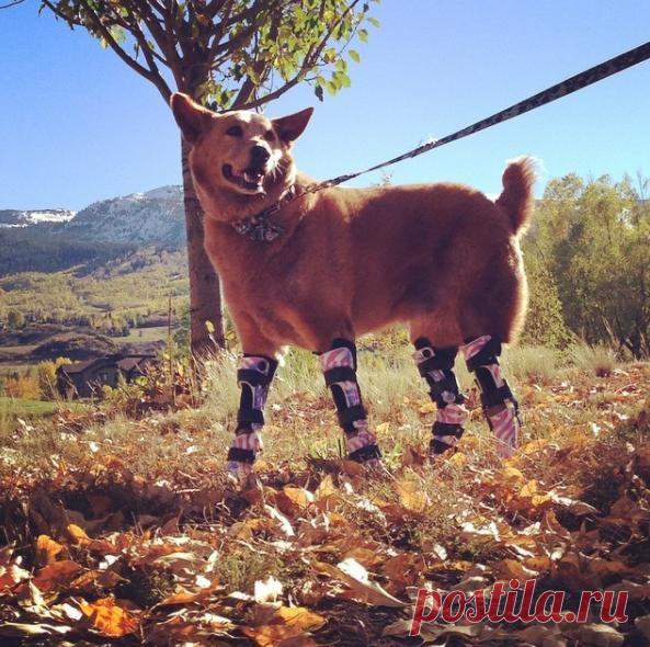История первой в мире собаки с четырьмя протезами | Чёрт побери Когда Нэки’о был щенком, его вместе с братьями нашли в пустом доме в Небраске зимой. Мать щенков умерла, когда их нашли, но щенки были здоровы (за исключением Нэки’о, замерзавшего в луже). Нэки’о получил тяжелое обморожение и остался без лап. Он потерял половину хвоста, носа и часть правого уха.  Нэки’о и его братья оказались в A Puppy’s Voice rescue в Форт-Коллинзе (Колорадо). И каждому нашелся любящий дом, в...