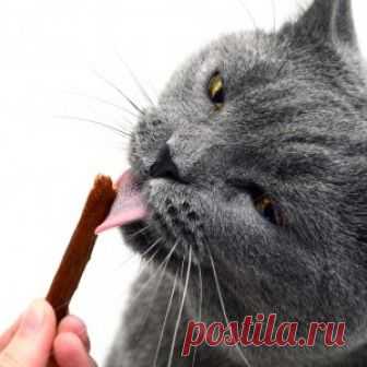 Лакомства для кошек: выбор продукции и приготовление корма в домашних условиях