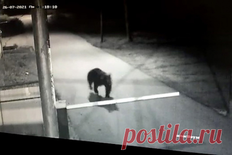 В Якутии медведь заглянул в детский дом и попал на видео. На юге Якутии в Алдане медведь заглянул в детский дом и попал на видео. Зверь забежал на территорию детского дома ночью, однако камере видеонаблюдения удалось его запечатлеть. Малыши в этот момент спали. В городской администрации рассказали о ведущихся на данный момент поисках медведя.