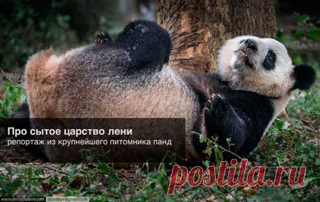Крупнейший питомник панд