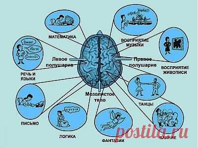 За что отвечают правое и левое полушария мозга | Интересное из интернета