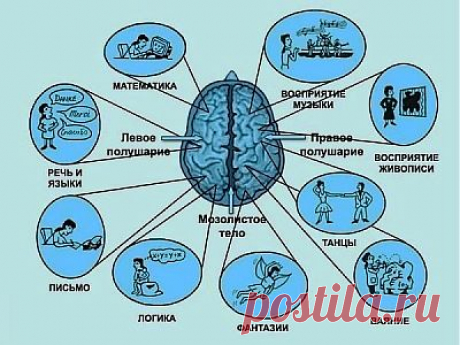 За что отвечают правое и левое полушария мозга | Интересное из интернета