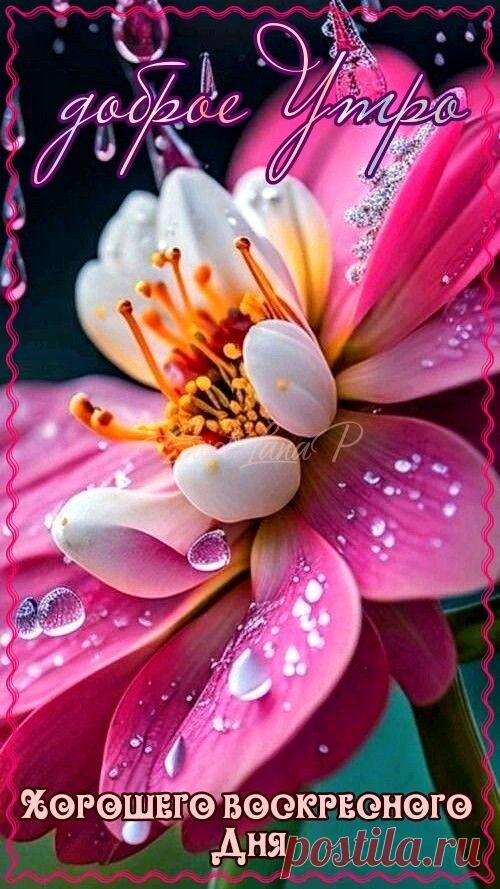 С добрым утром Привет Здрасте Добрый день