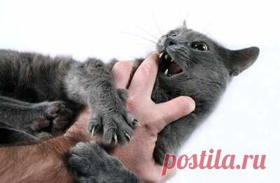 Первая помощь при укусе кошки | Кот и Кошка | Яндекс Дзен