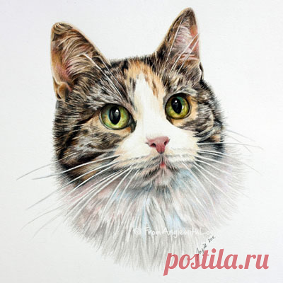 Кошачьи портреты карандашом