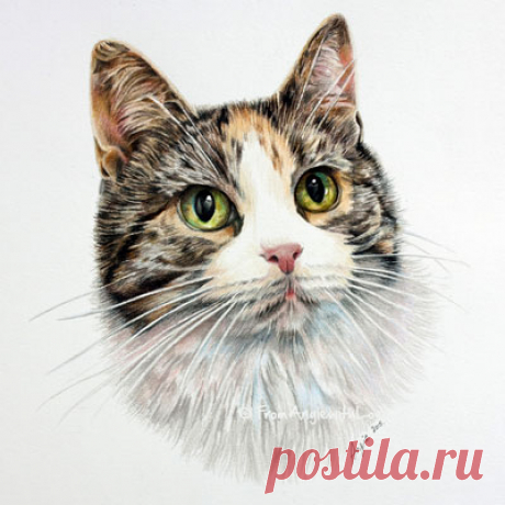 Кошачьи портреты карандашом