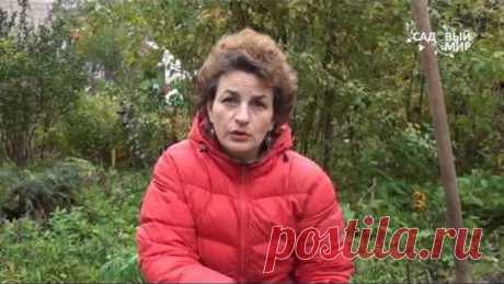 Размножение чеснока бульбочками. Сайт "садовый мир"