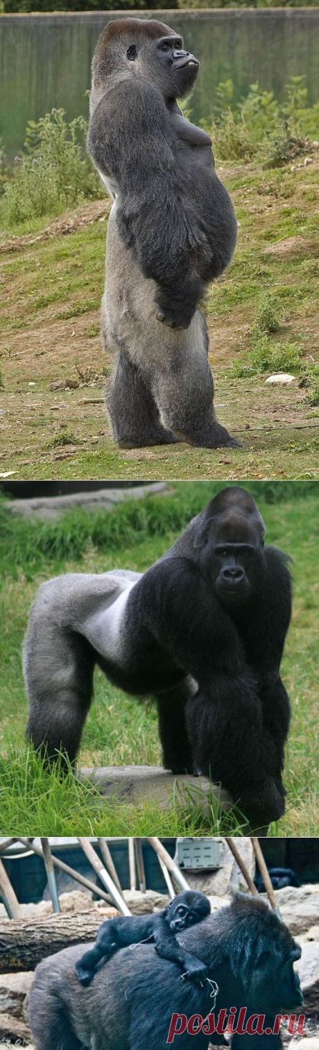 Удивительные гориллы: фотофакты