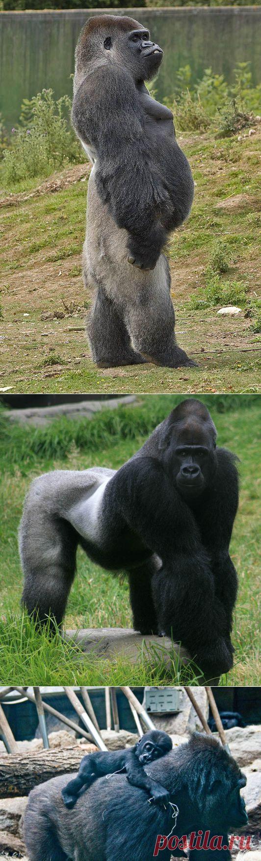 Удивительные гориллы: фотофакты