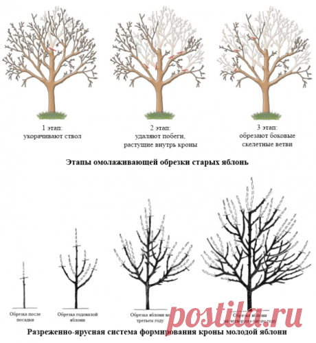 Обрезка яблонь осенью для начинающих в картинках и с видео