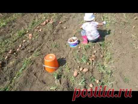 Копка картофеля самодельной картофелекопалкой 2017 год. Размеры.