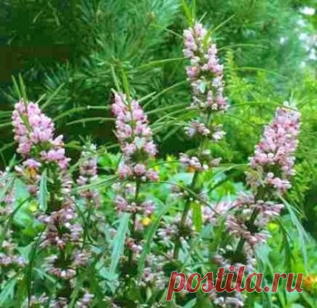 С пищевыми отравлениями в быту сталкиваются многие. Первые симптомы пищевого отравления могут проявиться уже через 2-3 часа после употребления недоброкачественной пищи: тошнота, рвота, диарея, может повыситься температура, учащенный пульс, бледность, слабость.
Показать полностью…