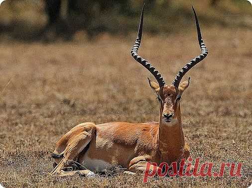 Галина Щекотова – Google+ - Импала или чернопятая антилопа﻿