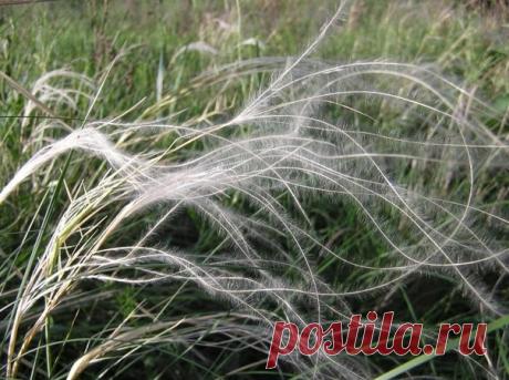 Трава ковыль при лечении разных заболеваний

Трава ковыль – это лечебное растение, которое можно легко найти не только в фитоаптеках, но и самостоятельно вырастить на участке. Заготовку производят в мае или июне, срезав наземную часть.Своим лечебными свойствами трава ковыль прославилась, как действенное средство в лечении ревматоидных болей. С этой целью готовят отвары для компрессов, которые прикладывают на больное место. Приготовление самого простого рецепта заключается ...