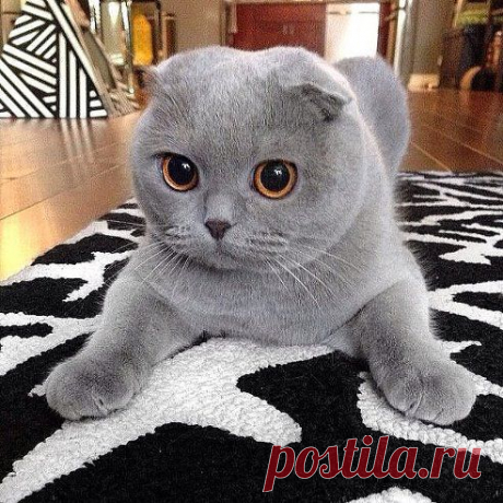 ВОТ ЭТО КРАСАВЧИК