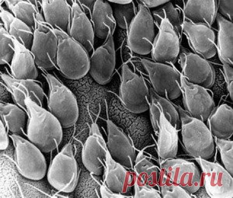 Для нас хрен — приправа, а для лямблий — отрава | Друг пенсионера