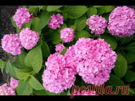 Гортензия крупнолистная (Hydrangea macrophylla)