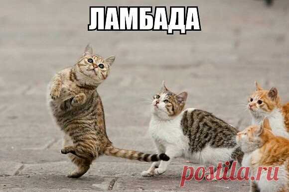 (3) Одноклассники