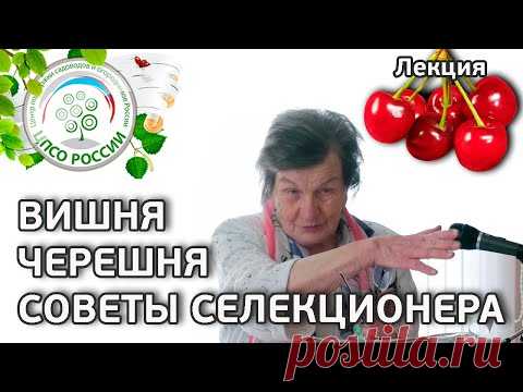 Все о выращивании Вишни, Черешни. Агротехника косточковых культур. Обзор сортов.