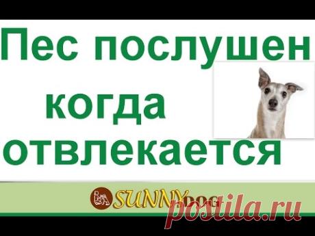 Пес слышит ваши команды.не отвлекается. как научить не выполнять команды другого человека