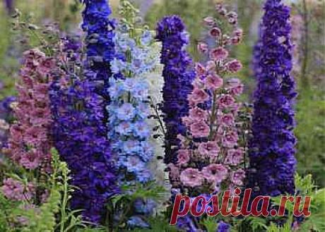 Болезни дельфиниума, методы борьбы | Советы садоводам