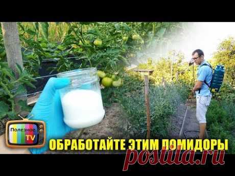СРОЧНО ОБРАБОТАЙТЕ ЭТИМ ПОМИДОРЫ И ФИТОФТОРОЗА НЕ БУДЕТ