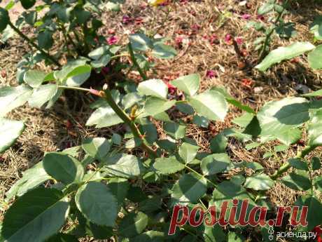 Размножение роз.: Группа Практикум садовода и огородника