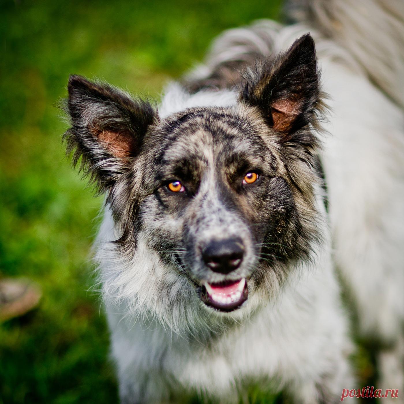 Очень красивый, умный пёс Нильсон в добрые руки. Москва и МО
Мальчик, 2.5 года, кастрирован. Очень умный, адекватный и ласковый. Подойдёт в семью с детьми, другими собаками, кошками.
Куратор: 89261416154 Евгения