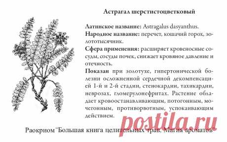 Астрагал шерстистоцветковый